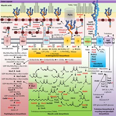 Cell Surface Biosynthesis and Remodeling Pathways in Mycobacteria Reveal New Drug Targets